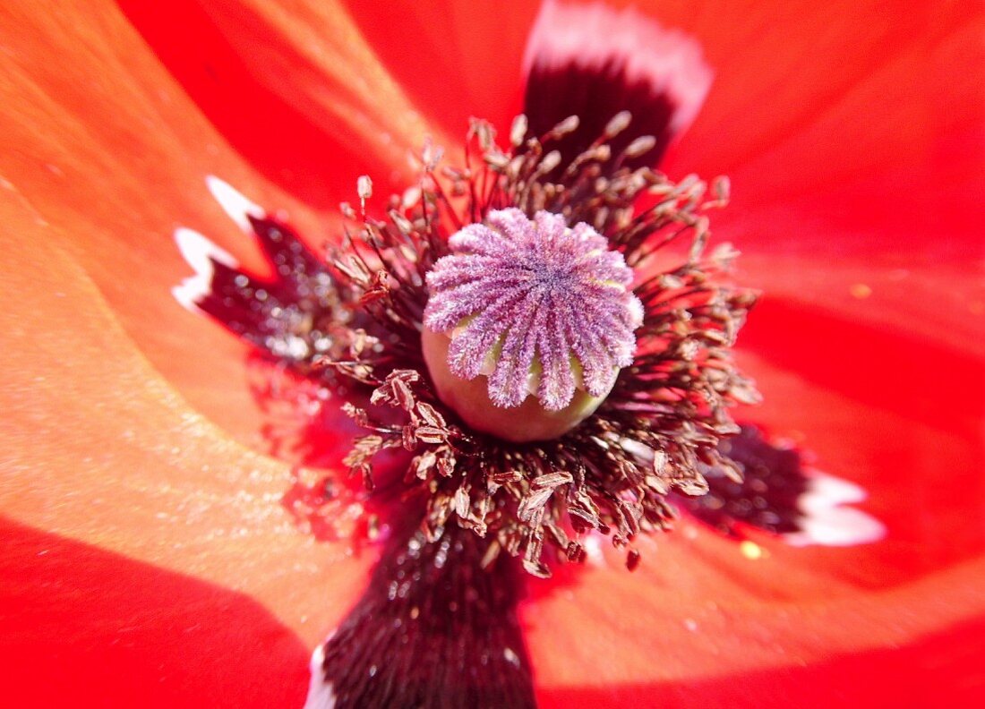 Blütenkelch einer Mohnblüte (Close up)