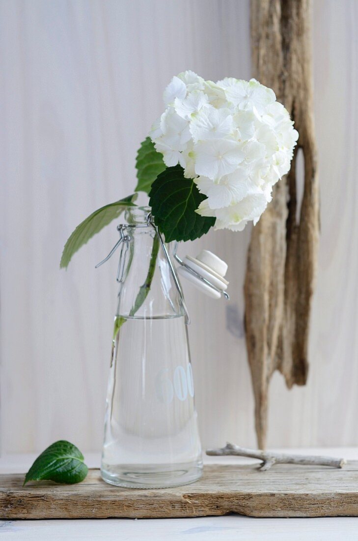 White hydrangea flower in a glass bottle