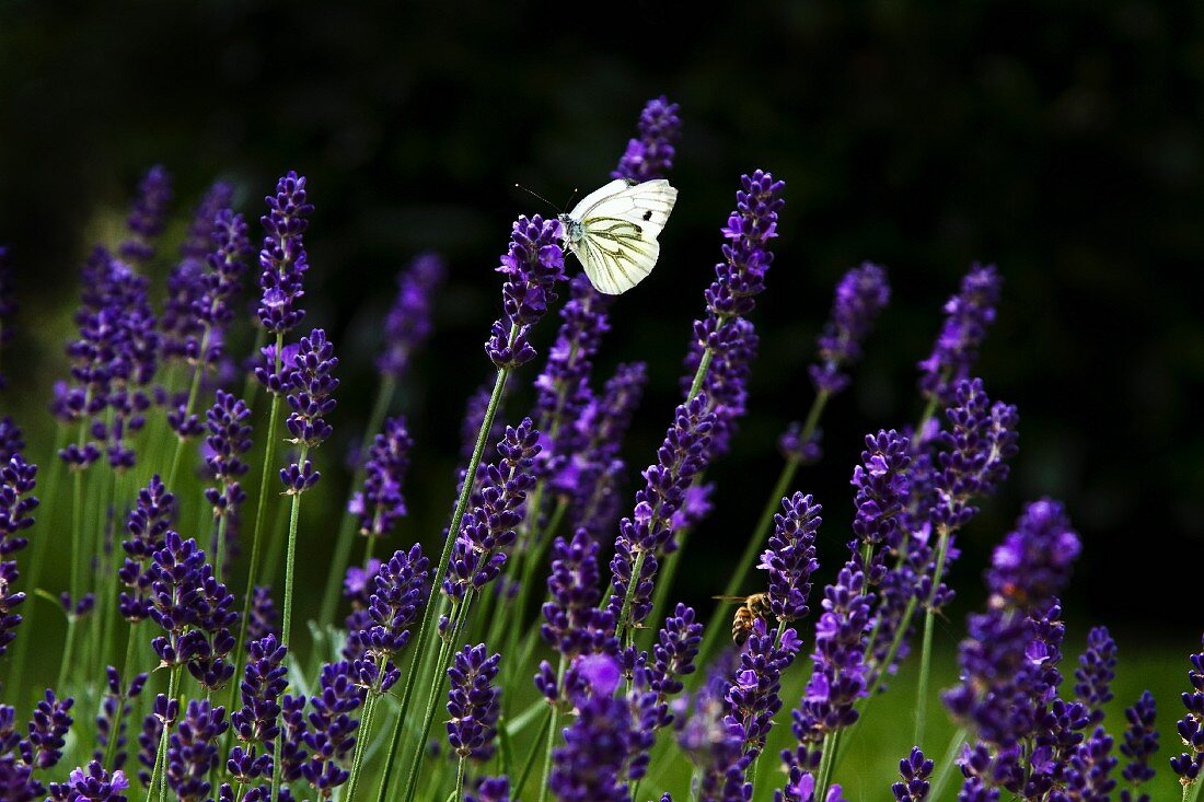 Butterfly on flowering lavender in garden