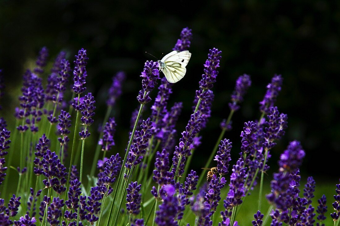 Schmetterling auf Lavendelblüten im Garten