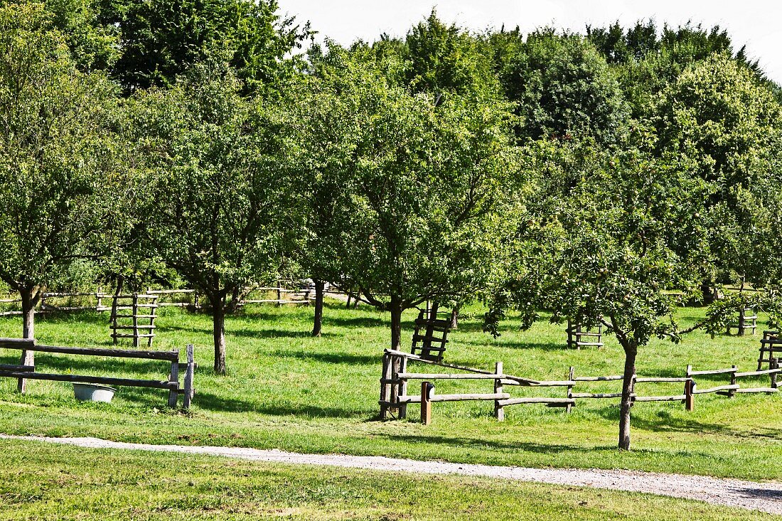 Orchard with fruit trees and wooden fence