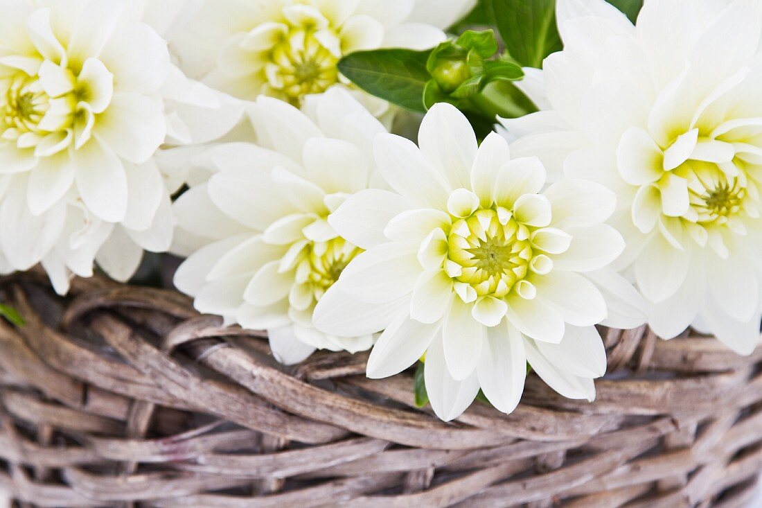 White dahlias in basket (close-up)