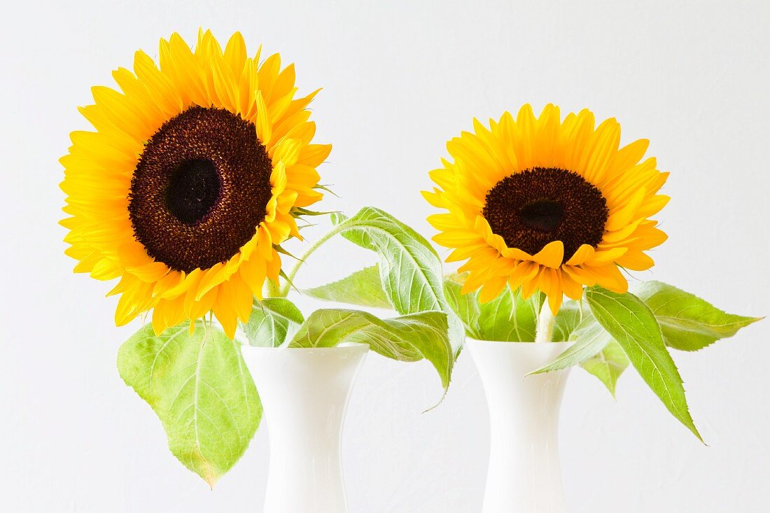 Zwei Sonnenblumen in Vasen