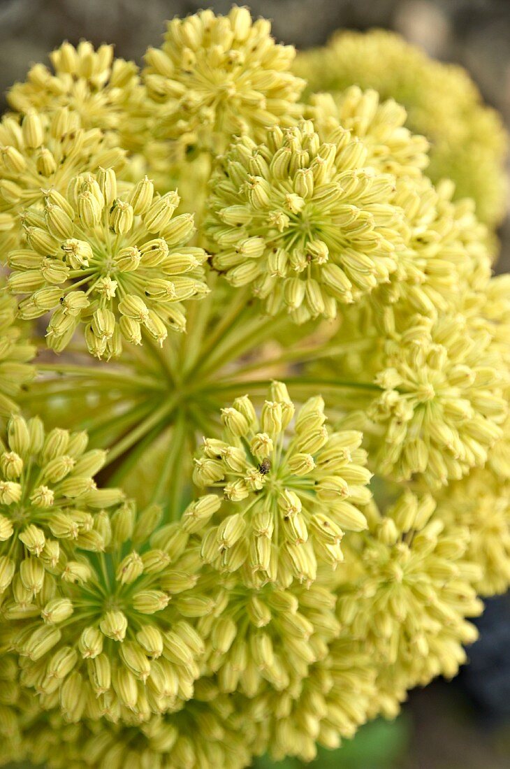 Engelwurzblüten (Close Up)