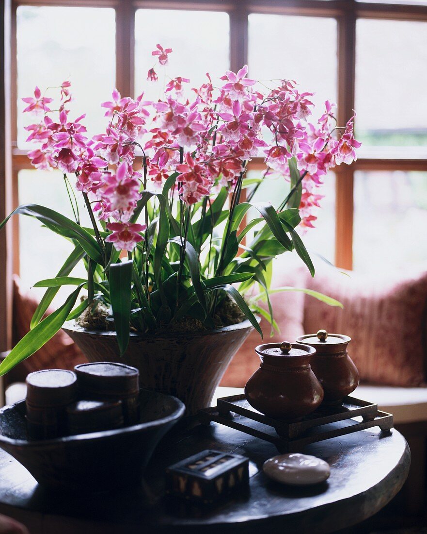Pflanzschale mit rosafarbenen Orchideen & diverse Gefässe auf rundem Holztisch