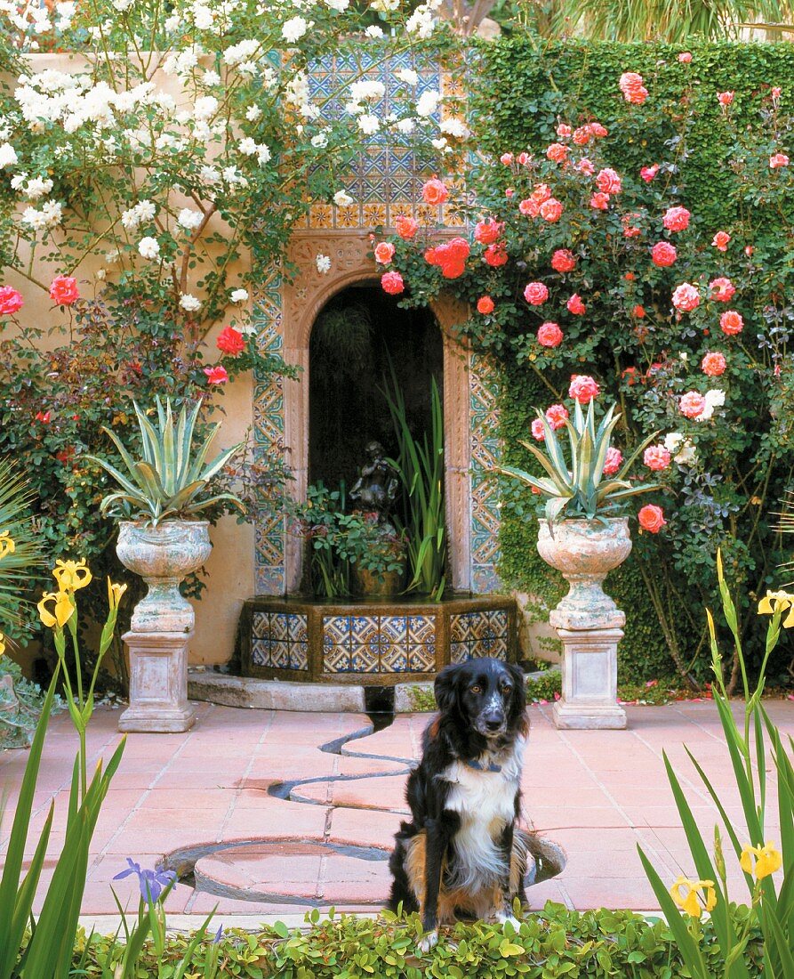 Hund vor Brunnen zwischen antiken Pflanzengefässen und blühende Rosenbüsche im Garten