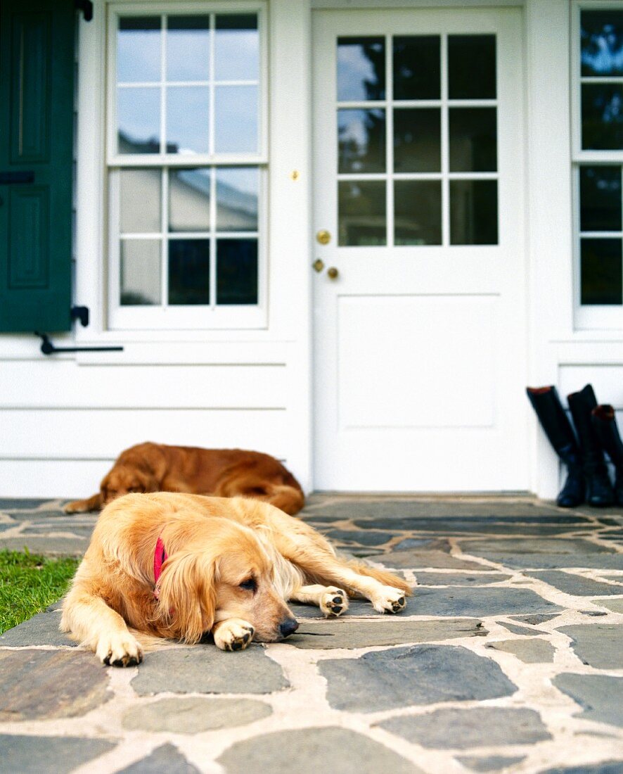 Two golden retreiver dogs rest by front door of homes