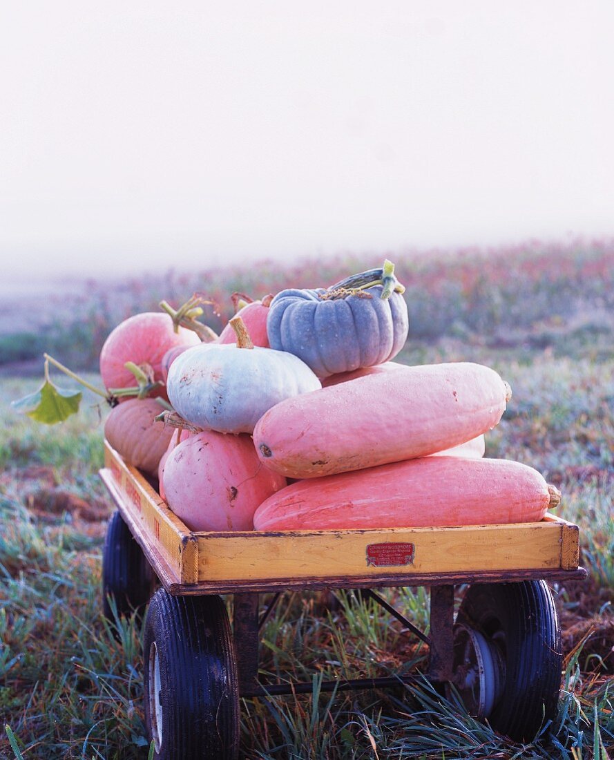 Pumpkins and gourds in wagon