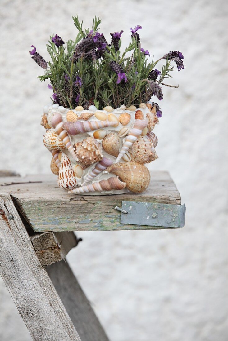 Flowering butterfly lavender in plant pot decorated with seashells