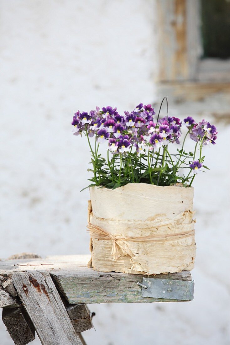 Horned violets in plant pot wrapped in birch bark and raffia
