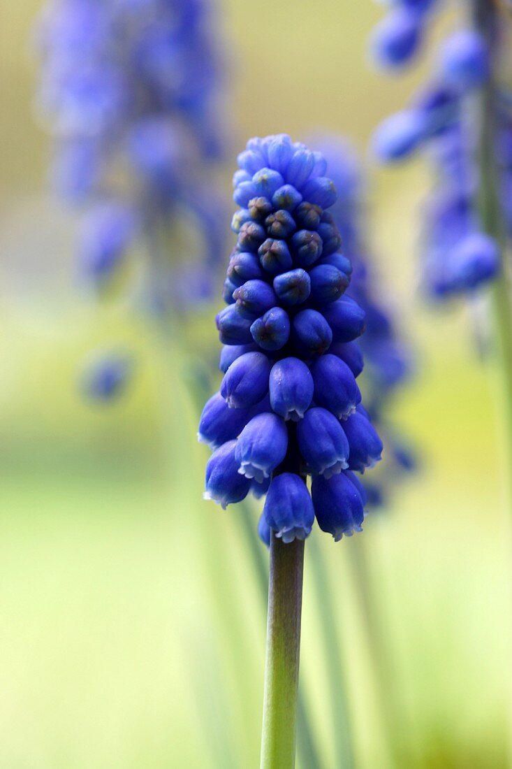 Blue grape hyacinth (close-up)
