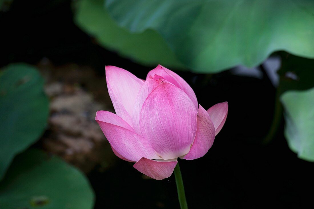 Lotus flower amongst leaves