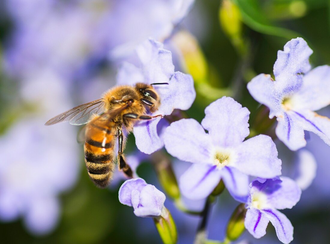 Biene auf blauen Blüten