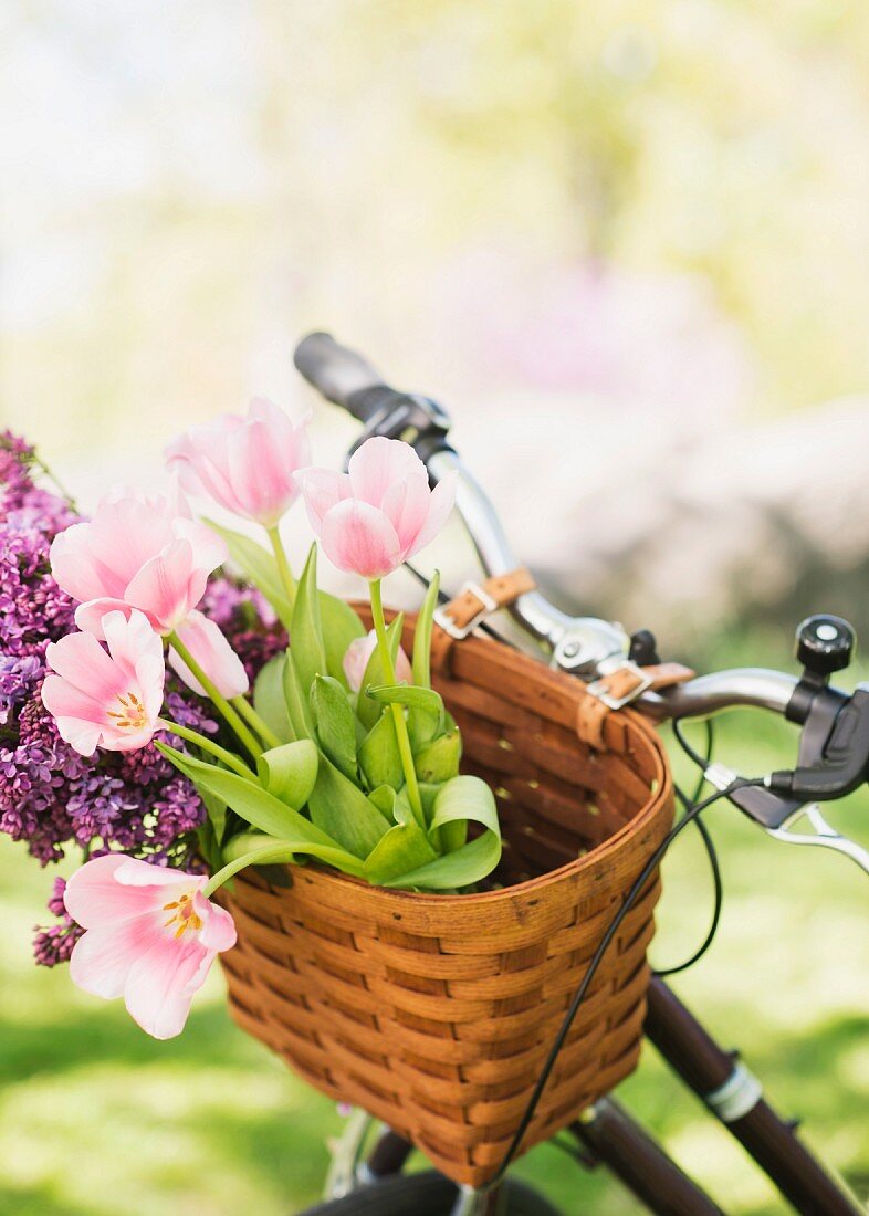 Tulips & lilac in bicycle basket