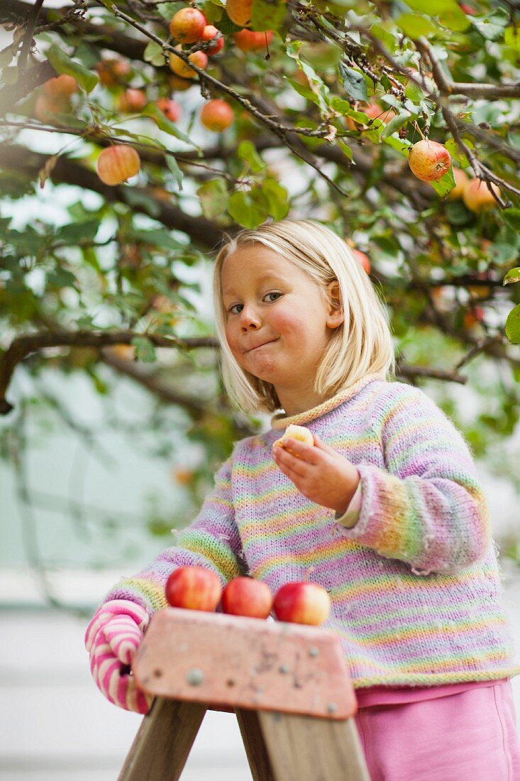 Mädchen steht auf Leiter und isst frisch gepflückten Apfel