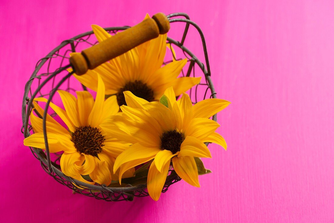 Sunflowers in wire basket