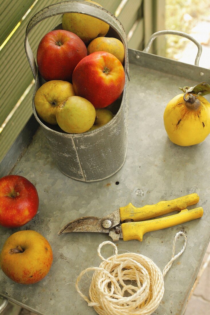Apples, garden scissors & yarn on zinc tray table