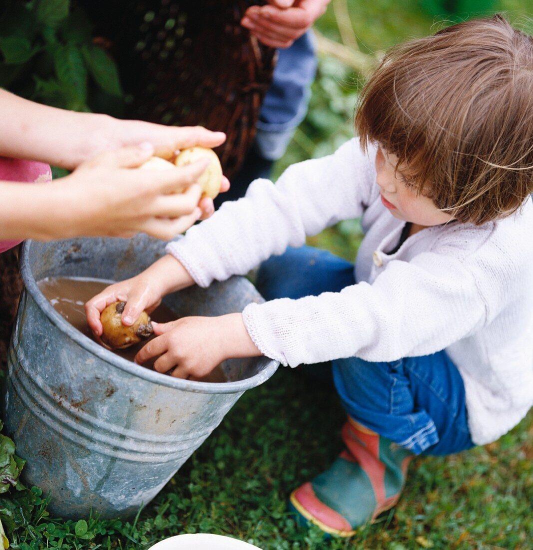 Kleines Mädchen wäscht Kartoffeln in einem Eimer im Garten