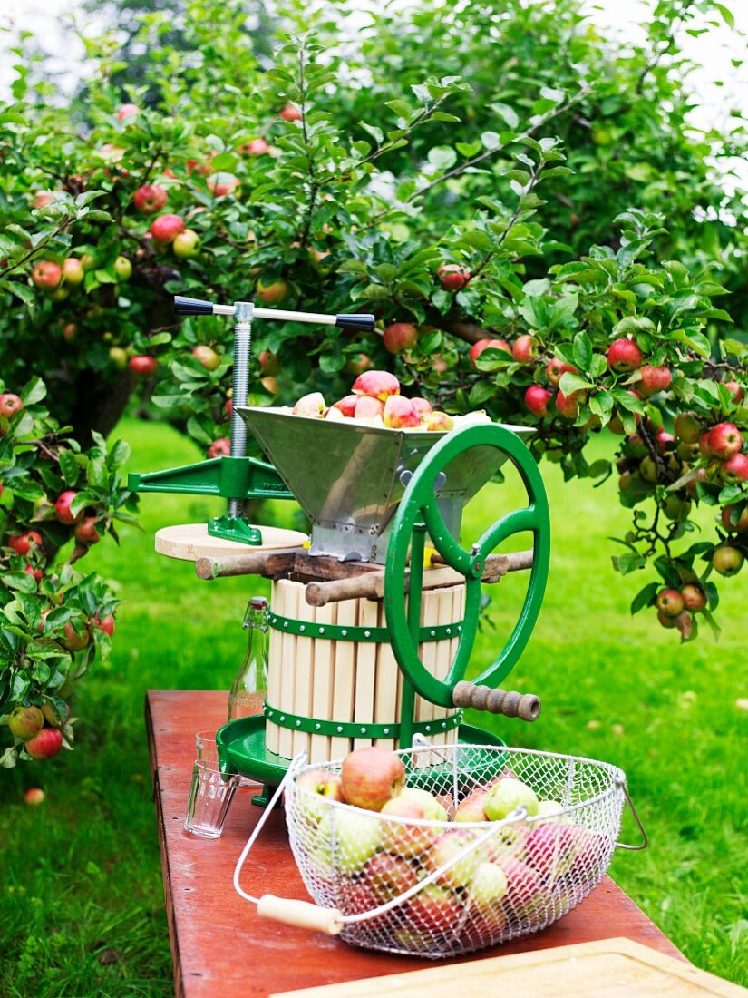 Apfelpresse und frische Äpfel im Garten