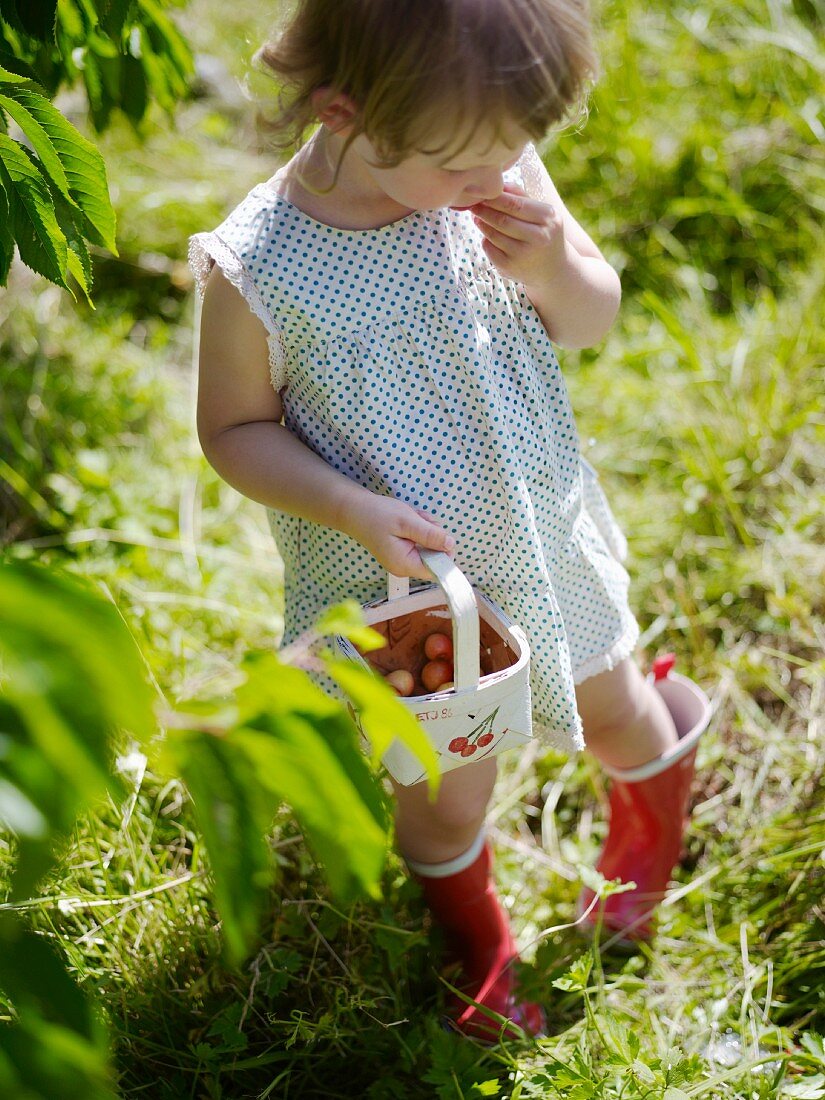 Mädchen mit einem kleinen Korb voll Kirschen im Garten