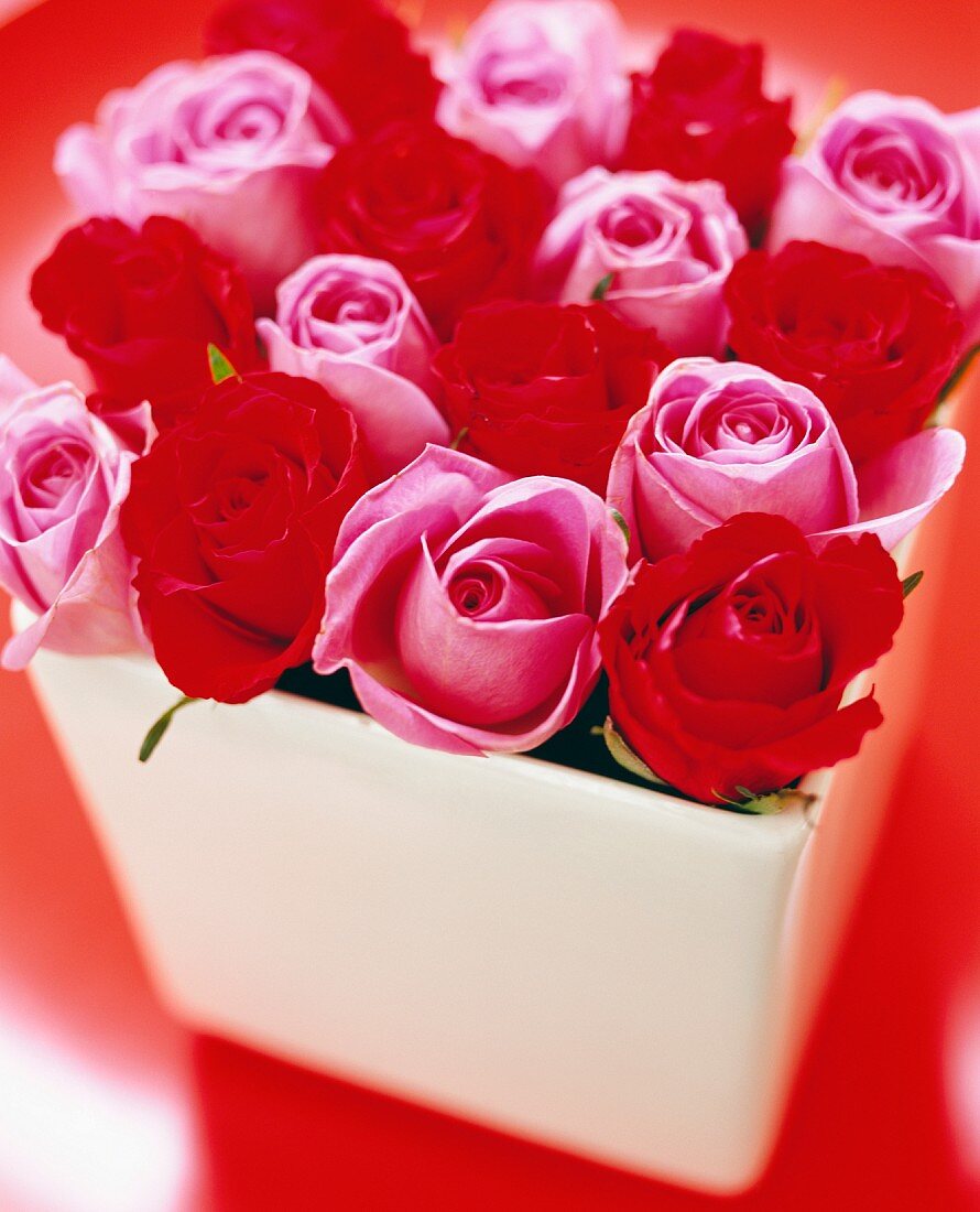 Prachtvoller Rosenstrauss in Pink und Rot