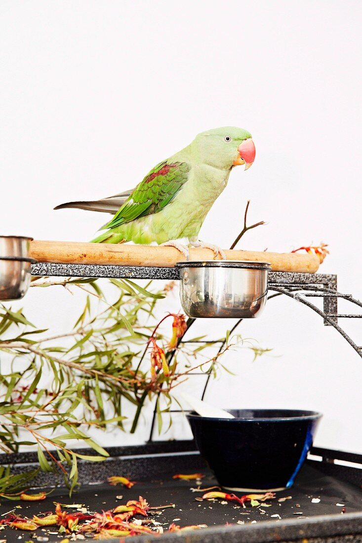 Green parakeet sitting on wooden pole with food dish, twigs, petals and glass bowl on metal base
