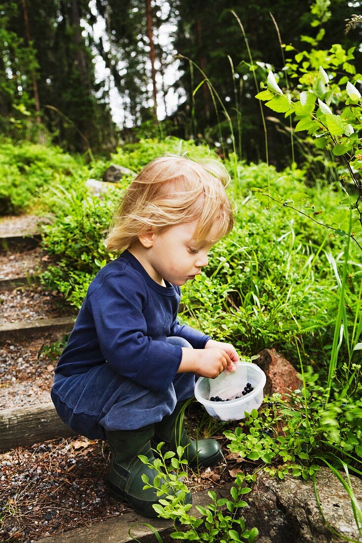 A little boy eating blueberries, Sweden