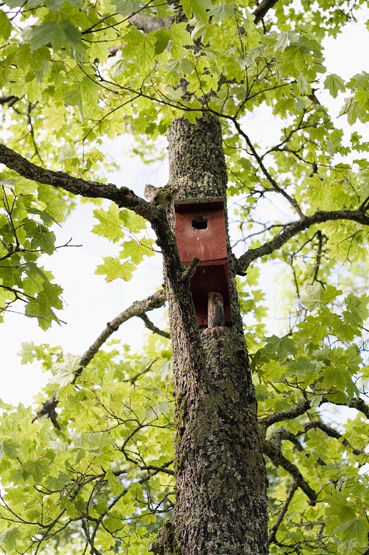 Nesting box in a maple tree