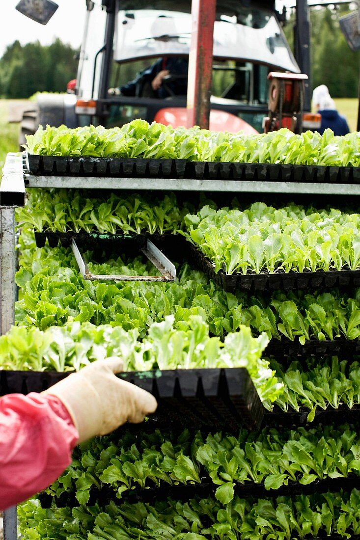 Rack of lettuce seedlings in plastic trays and tractor