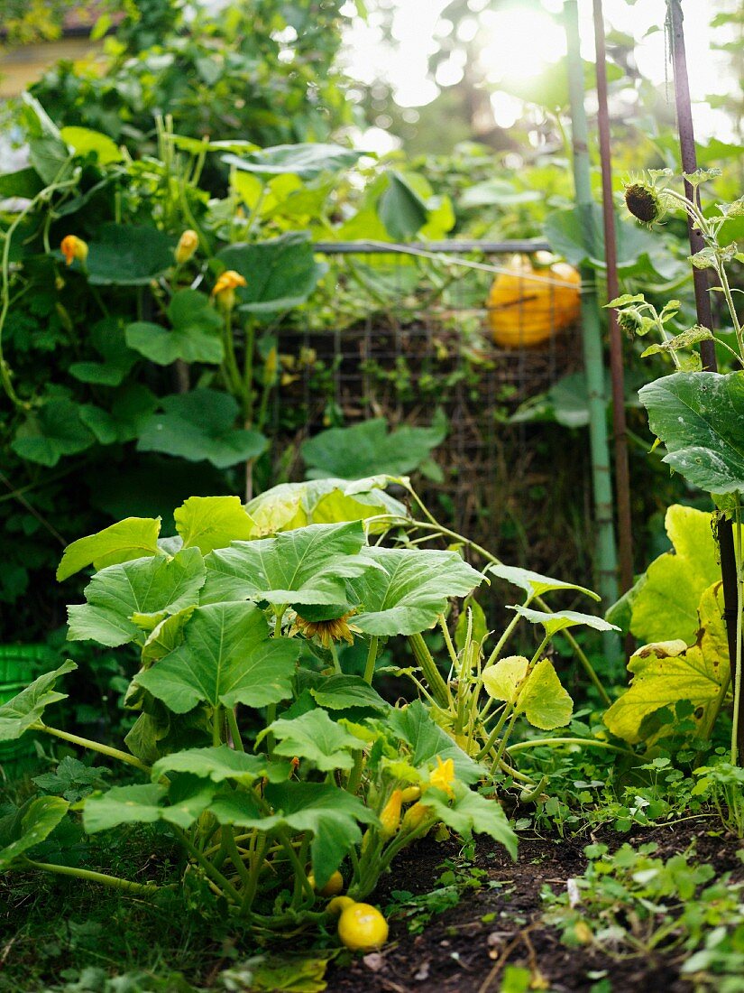 Kürbispflanzen auf Komposthaufen im Garten
