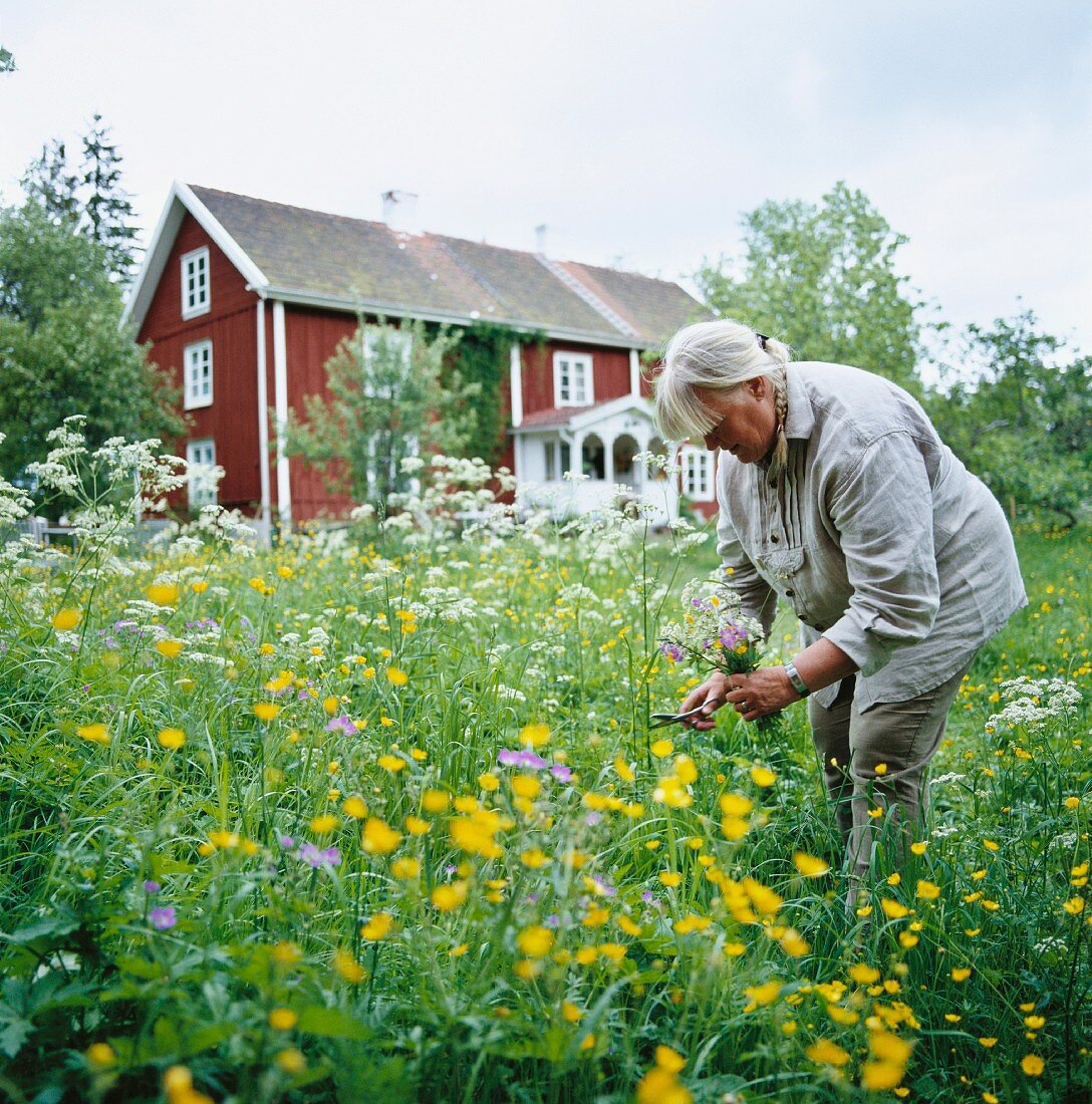 Woman in flowering meadow cutting a bunch of flowers with Swedish wooden house in background