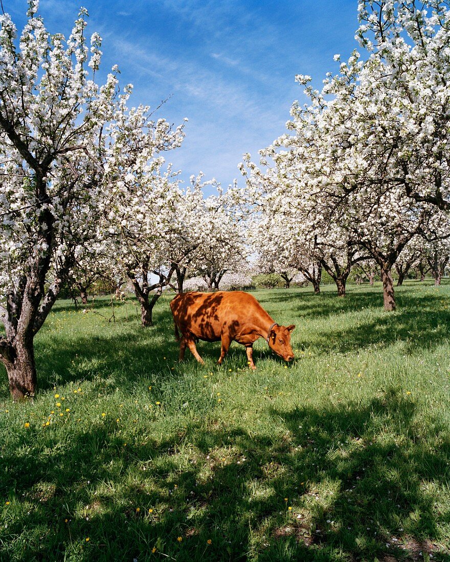 A cow and flowering