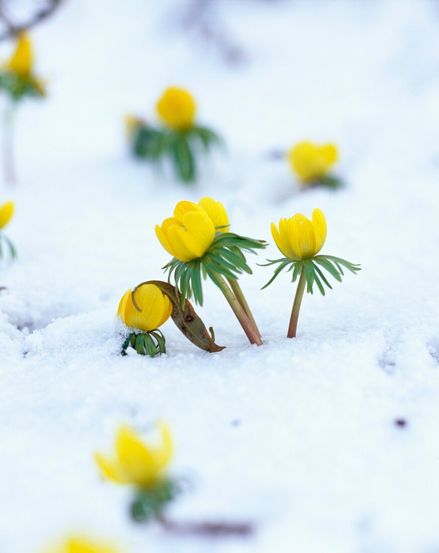 Gelbe Winterlinge (Eranthis hyemalis) schauen durch Schneedecke