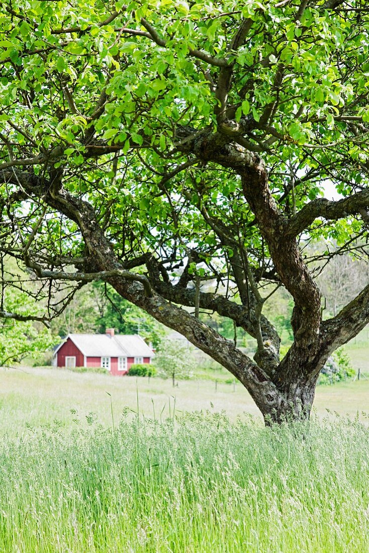 Alter Apfelbaum auf Wiese mit rotem Wohnhaus im Hintergrund