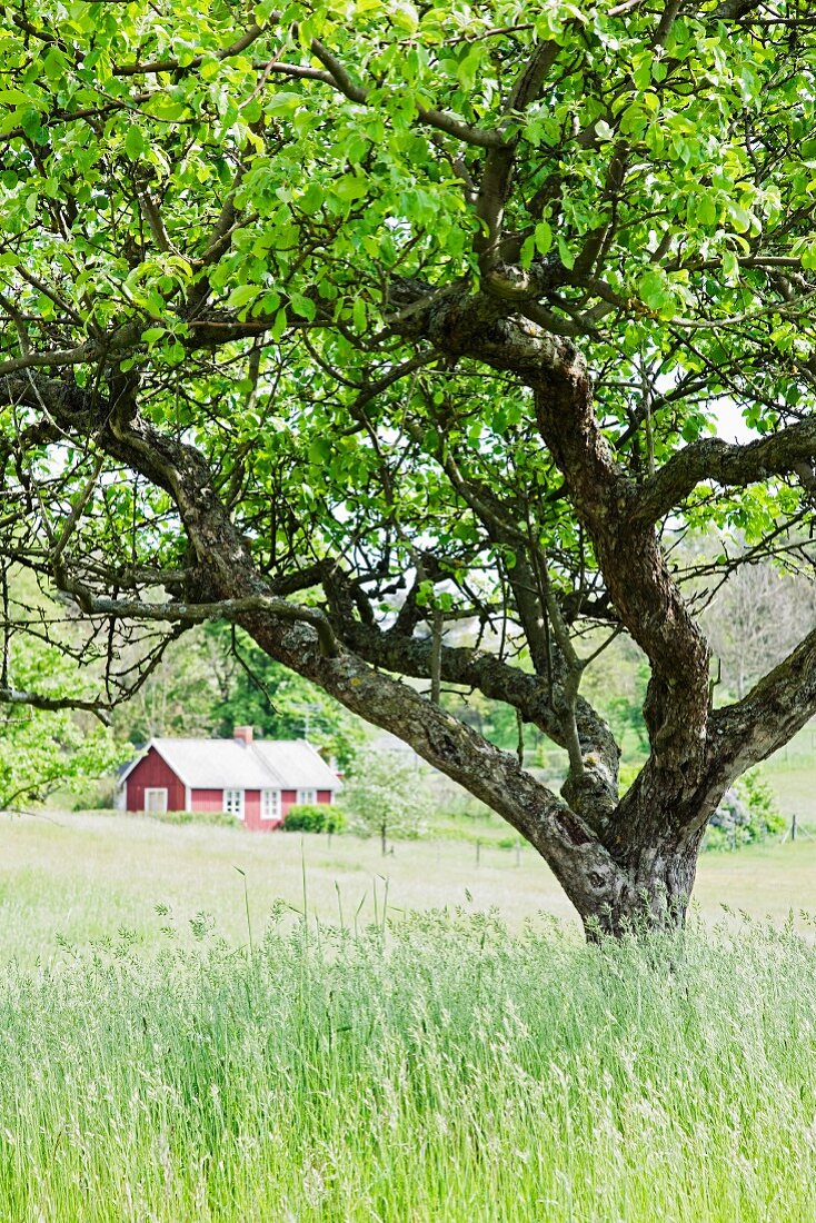 Old apple tree in meadow with red house in background