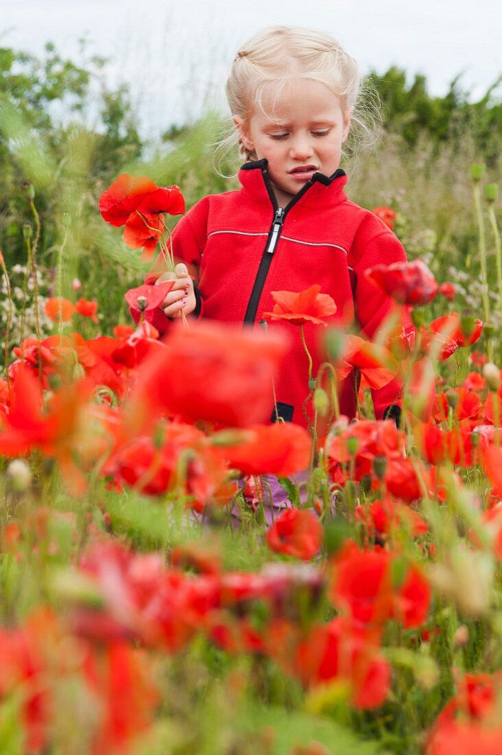 Little girl wearing red jumper in poppy field