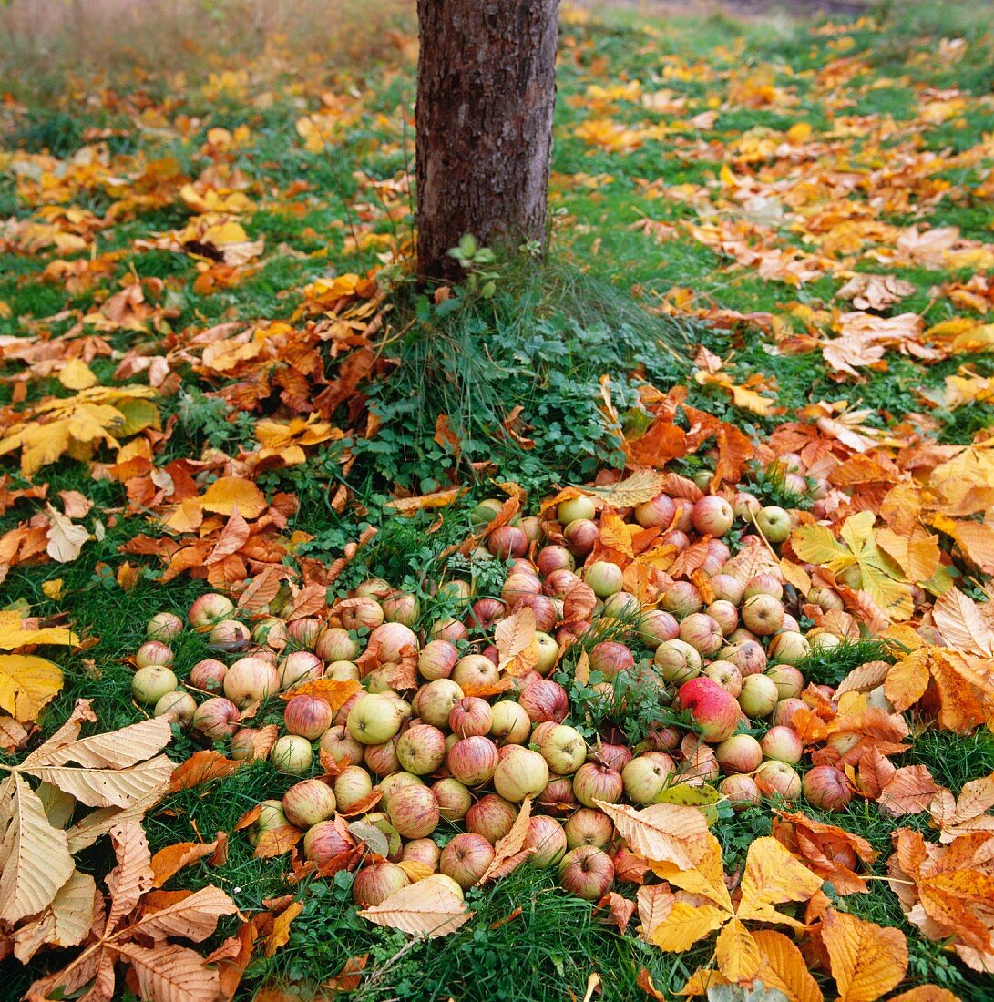 Fallobst und herbstliche Blätter unter einem Apfelbaum im Garten