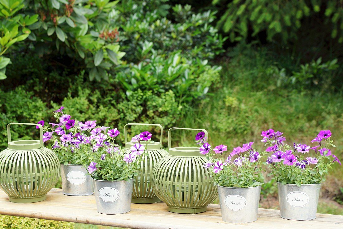 Still-life of lanterns with slatted bodies and purple flowers in metal pots on wooden bench