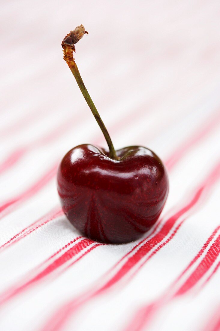 One cherry with stem on red and white striped cloth