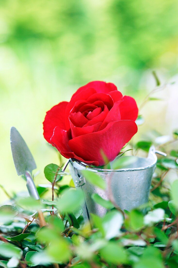 Red rose in metal bucket and garden tool on climber-covered surface