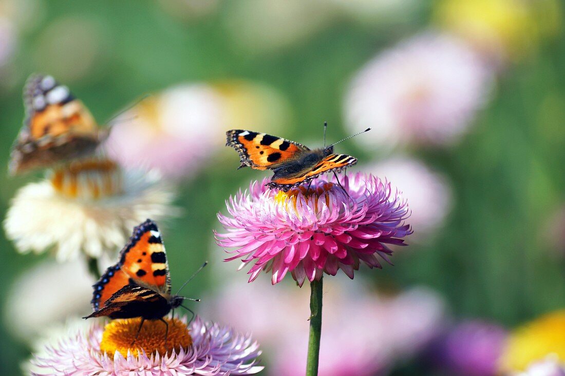 Drei Schmetterlinge auf Strohblumen