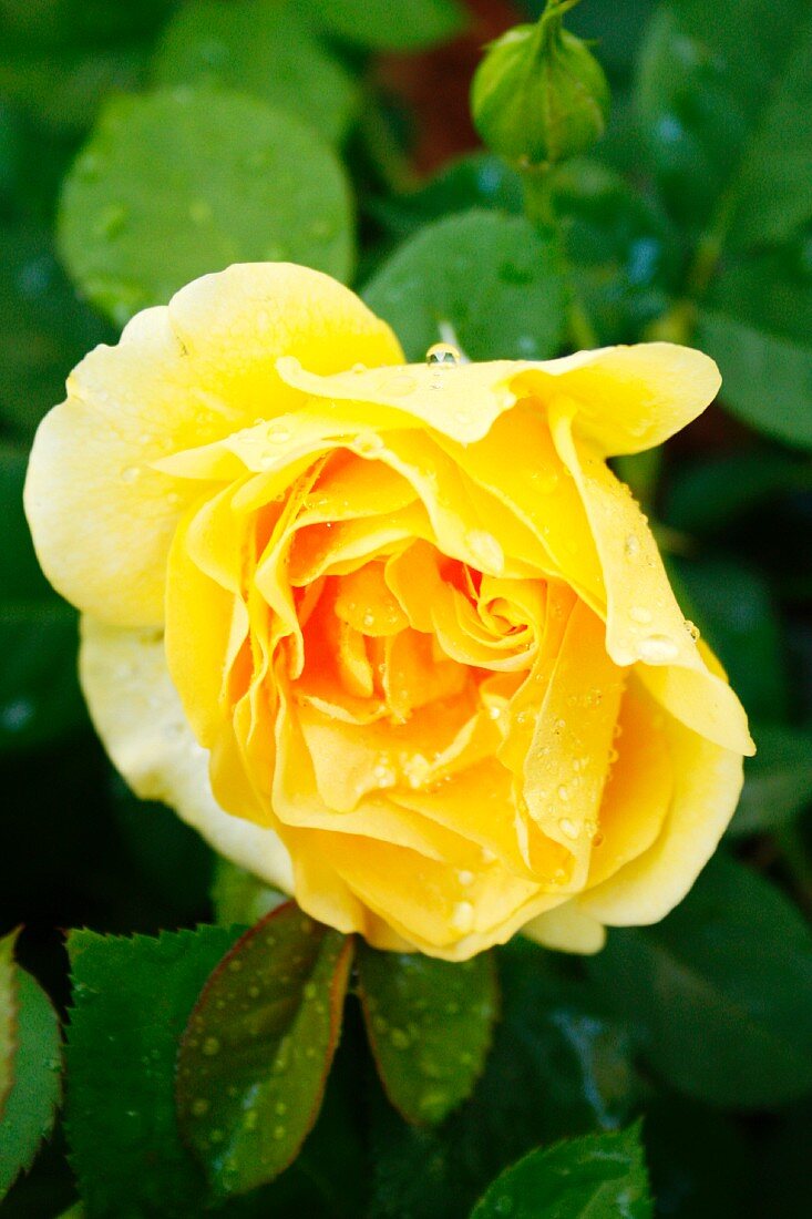 Gelbe blühende Rose
