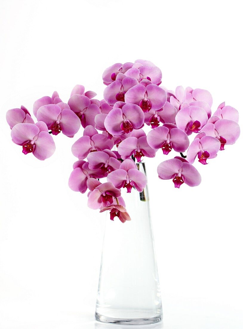 Pinkfarbene Orchideenblüten in Glasvase