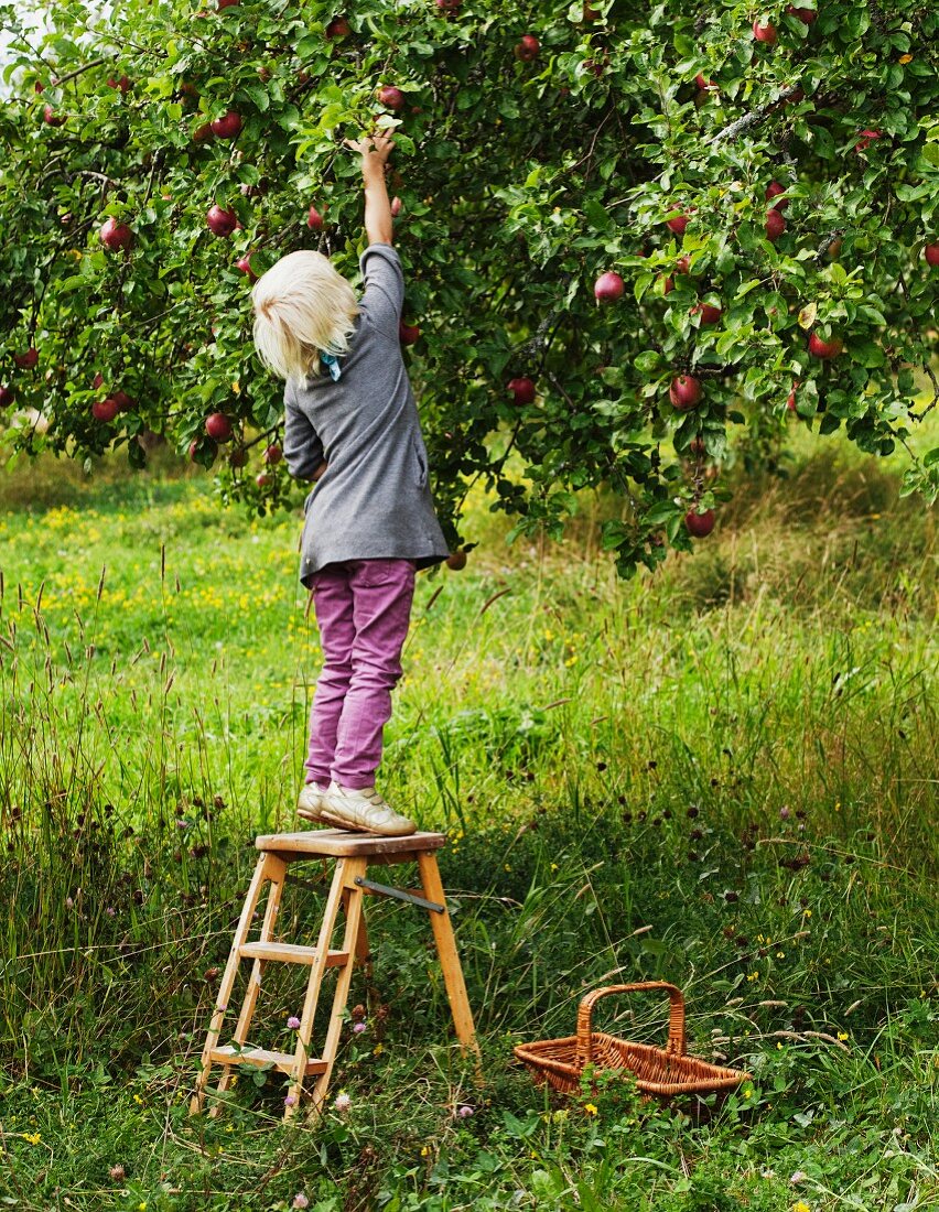 Kleines Mädchen beim Äpfel pflücken