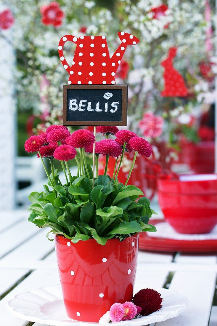 Bellis with name tag in polka dotted pot