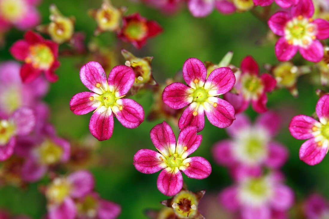 Pink saxifrage flowers