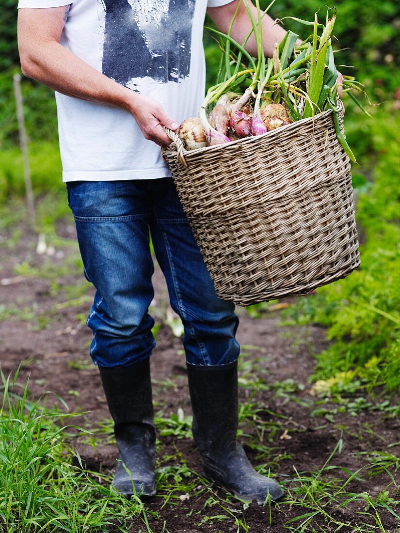 Man carrying wicker basket of freshly harvested onions