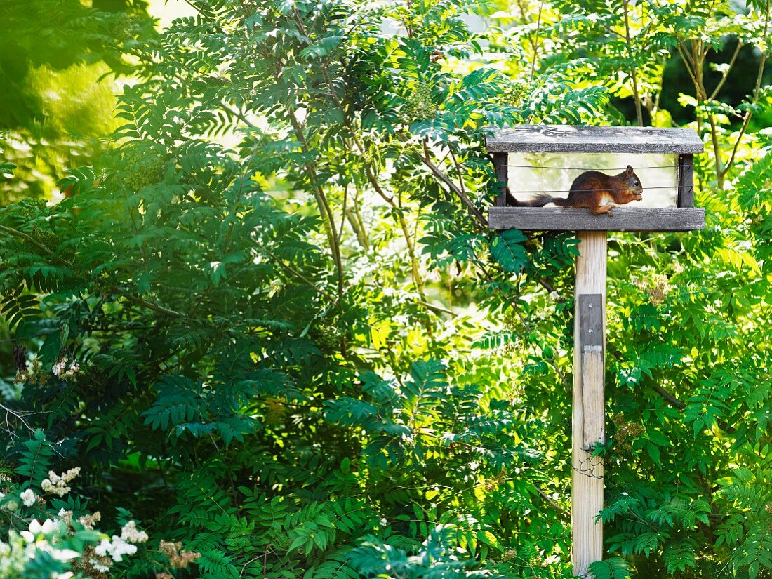 Eichhörnchen sitzt fressend in Vogelhäuschen