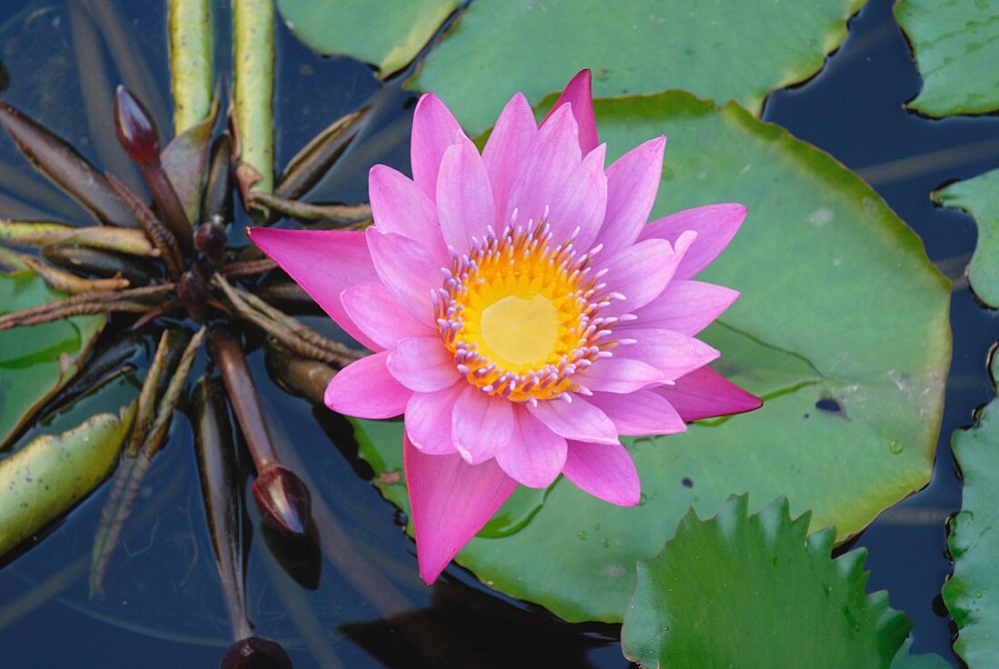 Flowering water lily in pool