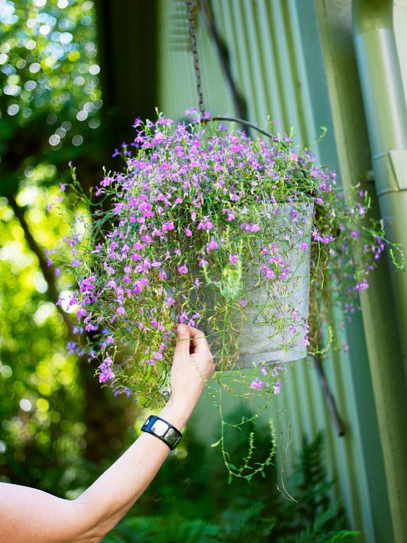 Hängende Pflanze mit violetten Blüten in einem Zinkeimer